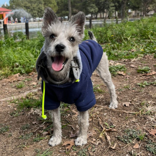 NALA | Raza Schnauzer Miniatura  | Perdida