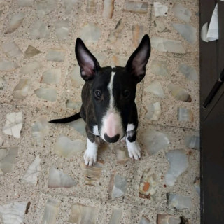 CROLO | Raza Bull Terrier Inglés | Perdido