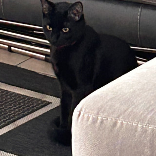 GIN | Raza Bombay | Final Feliz