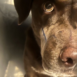 MOKA | Raza Mestiza, cruza de Labrador | Final Feliz
