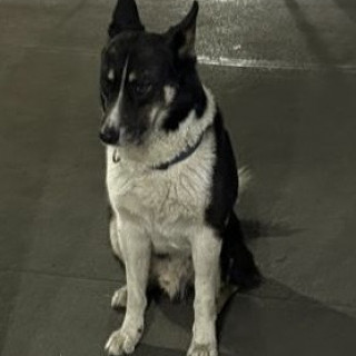  | Raza Husky Siberiano | Encontrado