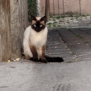 COCO | Raza Siamés Punto Foca | Perdido