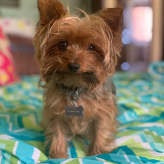 MÍA | Raza Yorkshire Terrier (Yorkie) | Final Feliz