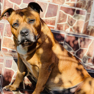 CHOP | Raza American Staffordshire Terrier | Perdido