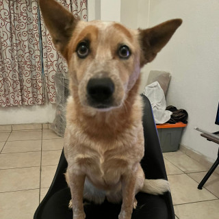 MARA | Raza Ganadero Australiano Red Heeler | Final Feliz