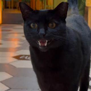 Foto de SOFÍA O PANTERA