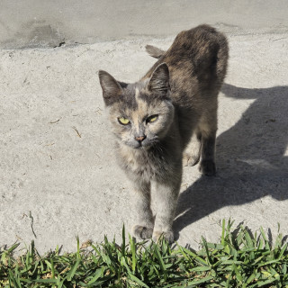 FELIPA | Raza Calicó de pelo corto | En Adopción