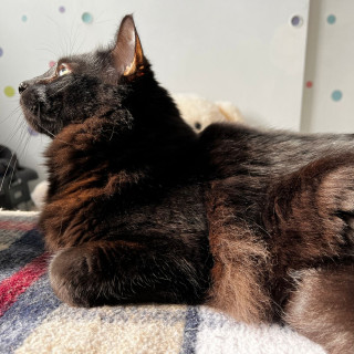 MEPHISTO | Raza Angora Turco Negro | Perdido