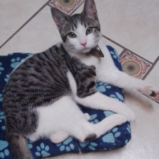 KIPI | Raza Doméstico Américano de Pelo Corto | Perdido