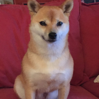 MAIKA | Raza Shiba Inú | Final Feliz