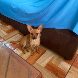 VALENTÍN | Raza Chihuahua | Perdido