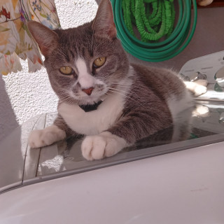 Foto de BALUCINA