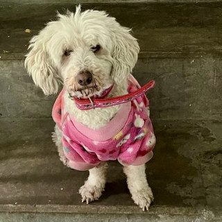 GÜERITA | Raza French Poodle o Caniche | Final Feliz