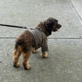  | Raza Mestizo, cruza de Schnuazer con Poodle, (Schnoodle) | Encontrado