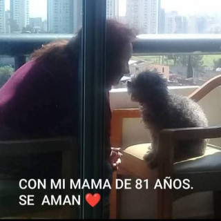 LUPITA | Raza French Poodle o Caniche | Perdida