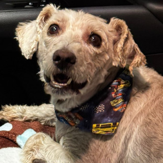  | Raza Mestizo | Encontrado