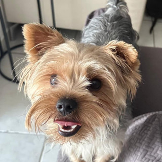 CACO | Raza Yorkshire Terrier (Yorkie) | Perdido