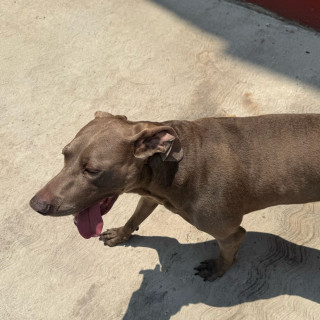 | Raza Weimaraner  | Encontrado