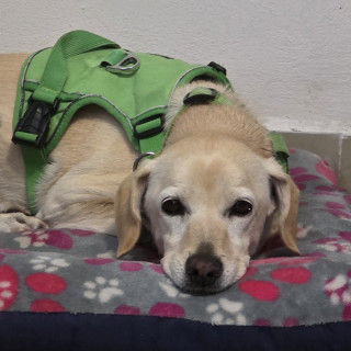 DAISY | Raza Mestiza, cruza de Labrador | En Adopción
