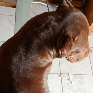 CIRUELA | Raza American Pitbull Terrier | Perdida