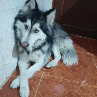 LUNA | Raza Husky Siberiano | Perdida