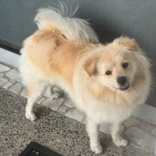 Foto de DUQUE