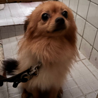  | Raza Pomerania | Final Feliz