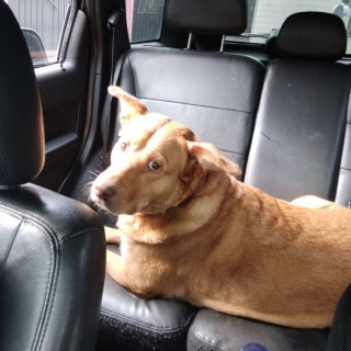  | Raza Mestiza, cruza de Labrador | Encontrada