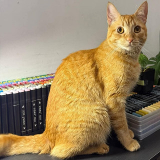 RITHA | Raza Doméstico Américano de Pelo Corto | Final Feliz