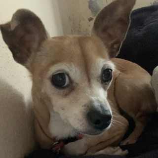 CHIQUITA | Raza Chihuahua | Final Feliz