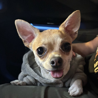 TAQUITO | Raza Chihuahua | Perdido