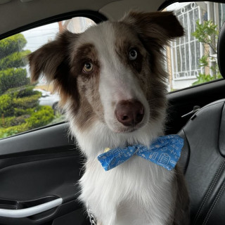MAX | Raza Border Aussie (cruza de Pastor Australiano Y Border Collie) | En Adopción