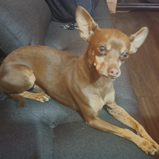 ROCKO | Raza Chihuahua | Perdido