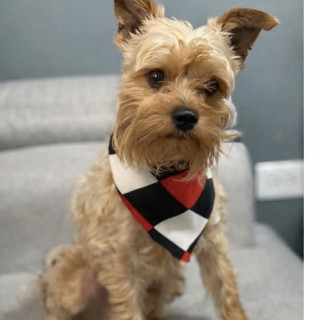 MAUI | Raza Mestizo, cruza de Yorkshire Terrier con Schnauzer | Perdido
