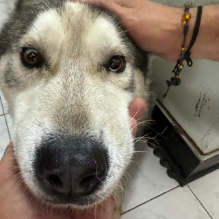  | Raza Husky Siberiano | Encontrado