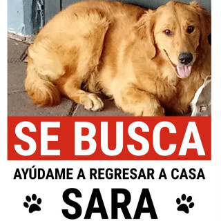 SARA | Raza Golden Retriever  | Perdida