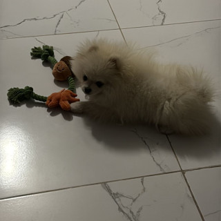 GALAK | Raza Pomerania | Perdido