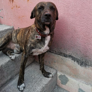 JACK | Raza Mestizo,  cruza de Labrador | Perdido