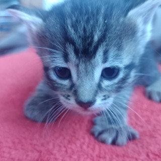 NENI | Raza Doméstico Américano de Pelo Corto | En Adopción