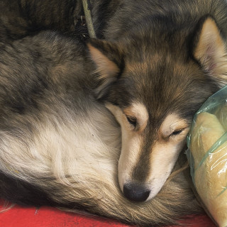 DEISY | Raza Mestiza, cruza de Alaskan Malamute | En Adopción