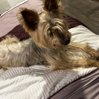  | Raza Yorkshire Terrier (Yorkie) | Encontrada