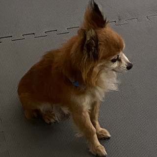 TOBY | Raza Mestizo, cruza de Pomerania con Chihuahua,  (Pomchi) | Final Feliz