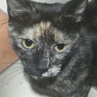 MARIE | Raza Calicó de pelo corto | En Adopción