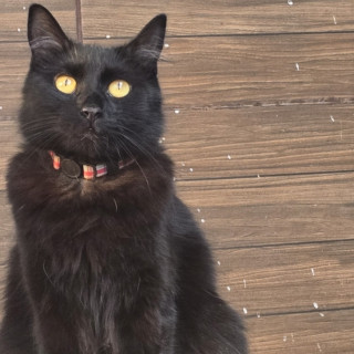 BENITA | Raza Angora Turco Negro | Perdida