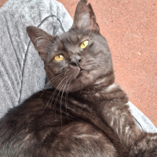 JADE | Raza Doméstico Américano de Pelo Corto | Perdida