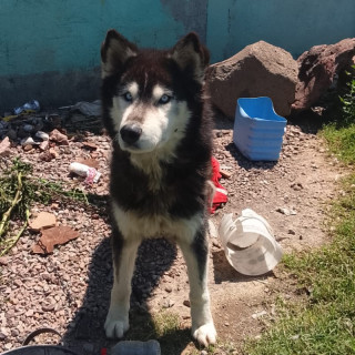 Foto de LOCKY (URGE RESCATE)