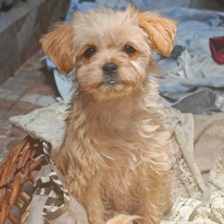 Foto de HERMOSA CACHORRITA