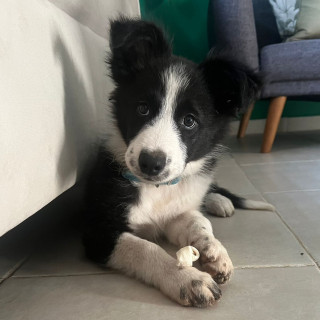 KEIKO | Raza Border Collie  | Perdida