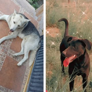 ÁFRICA Y BLANCO | Raza Mestiza cruza de Husky y cruza de Labrador | Perdida