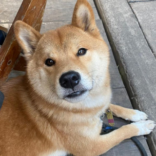 FOSTER | Raza Shiba Inú | Final Feliz